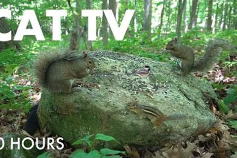 Forest Animals in Harmony - 10 Hour Video for Pets and People to Watch - Cat TV 😺 - Jul 10, 2025