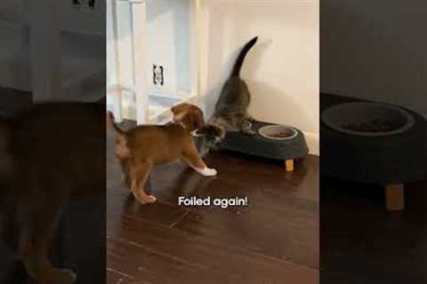 Slippery When Wet | FUNNIEST Pets of the Week