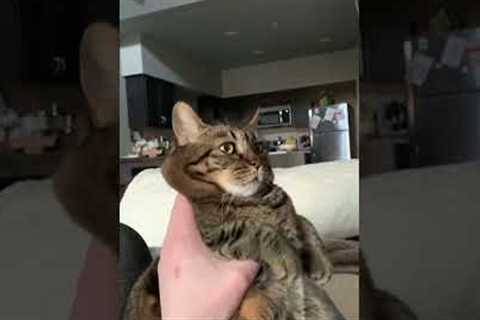 Cat Meows Like a Cartoon Character!