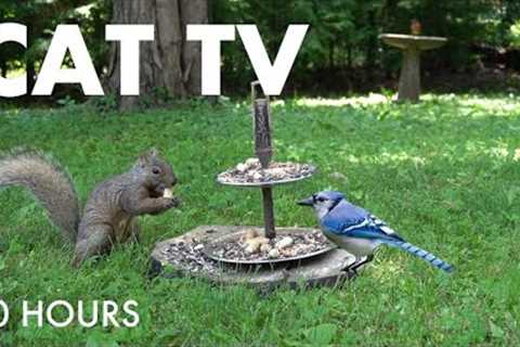 Saturday Morning Cartoons for Pets - 10 Hours of Backyard Birds and Squirrels - Jul 12, 2025