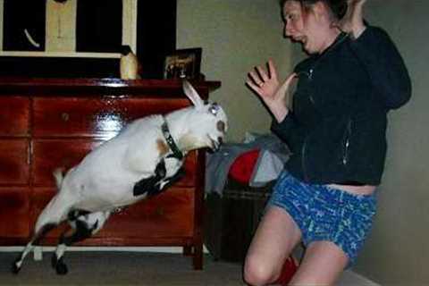 1M LAUGHS daily from Funny Animals! 😂 Funniest ANIMALS Videos 2025