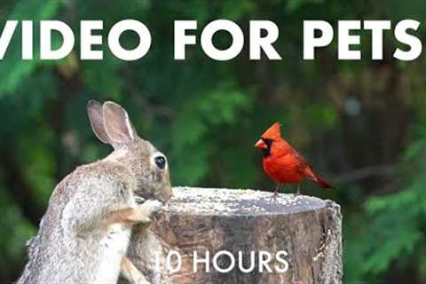 Rabbits, Doves, Cardinals, Jays and Backyard Animals - 10 Hour Cat TV for Pets 😺 - Jul 13, 2025