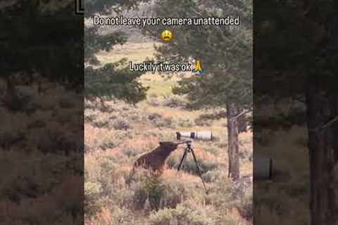 Curious Bear Inspects Photographer's Unattended Camera