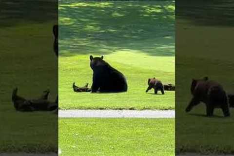 Mother Bear and Her Cubs Frolick Together on Golf Course
