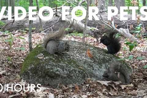 Birds, Squirrels, Chipmunks and Animals in the Forest - 10 Hour Cat TV for Pets - Jul 14, 2025