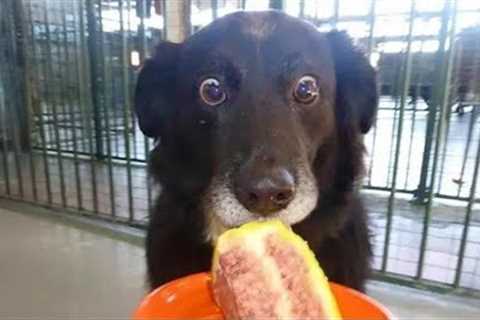Dogs Being Over Drama Queens for Food 🤣 Funniest DOG Videos 2025