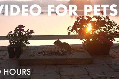 Chipmunks Enjoying Sunrise at the Cottage - 10 Hour Relaxing Video for Pets 😺 - Jul 15, 2025