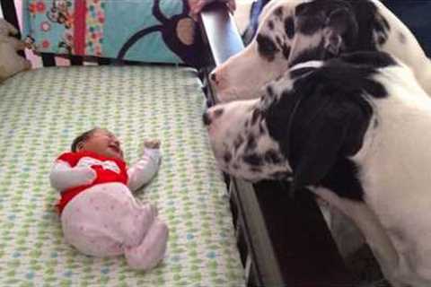 Dog Can't Hold Back His Emotion At First Time Meeting His Baby Sister