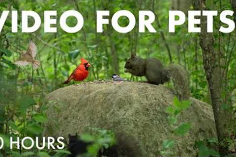 Beautiful Animals in the Forest - 10 Hours Video for Pets and People to Watch 😺 - Jul 16, 2025