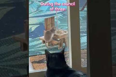 If only the stinky human would lower the force field... #Funny #CatsOfInstagram #Fail
