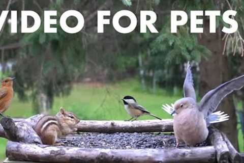 Relaxing Video for Pets and People - Birds, Squirrels and Chipmunks - 10 Hour Cat TV - Jul 17, 2025