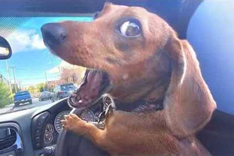 I dare you not to LAUGH at these Comedian Dogs 😁 Funniest ANIMAL Videos