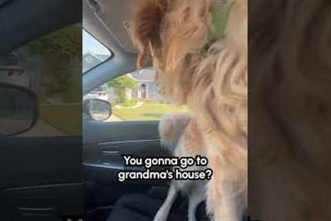 Excited Golden Retriever Sprints to Grandma's House! 🏡