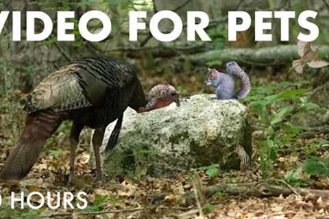 Turkeys, Red Squirrels and Forest Friends in Harmony - 10 Hour Cat TV for Pets 😺 - Jul 18, 2025