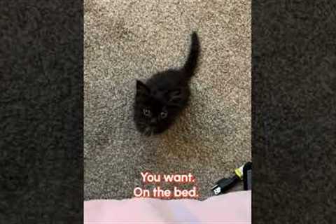 When you want to be intimidating but you're also just a little guy 😹🐈‍⬛😭