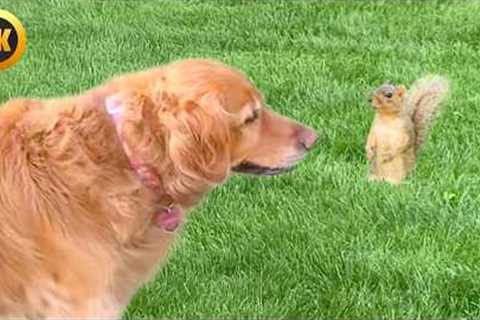 FUNNIEST Animal Videos Ever | 90 Minutes Of The Greatest Animal Shorts 🤣