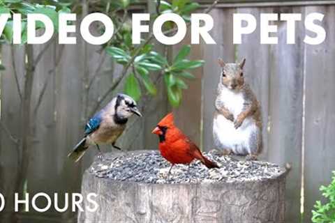 Saturday Morning Cartoons for Pets 😺 - 10 Hours of Backyard Birds and Squirrels - Jul 19, 2025