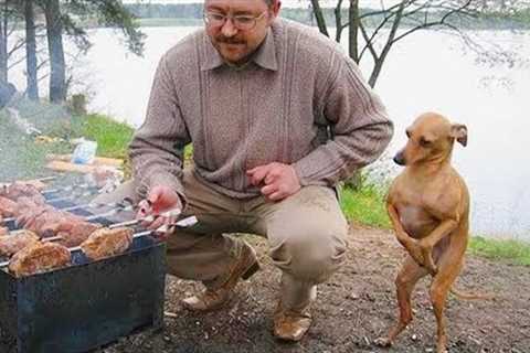 These Silly Dog and Human Moments Are a Must Watch! 🤣 Funny Dog and Human