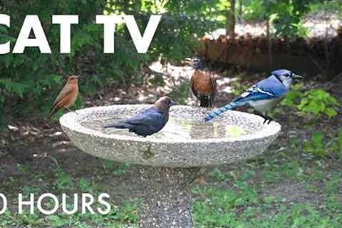 Busy Bird Bath on a Hot Summer Day - 10 Hour Video for Pets and People 😺 - Jul 20, 2025