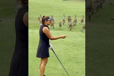 Mob Of Kangaroos INVADE Golf Course 😱🦘