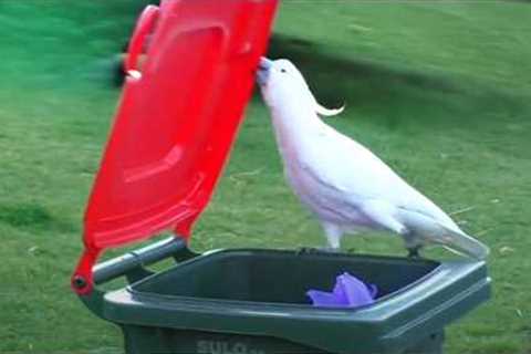 Parrots Are the Best Students — You Didn't Expect That! 😂