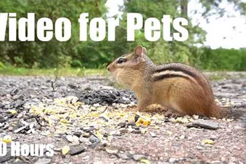 Birds, Chipmunks and Squirrels - 10 Hour Video for Pets and People - Cat TV - Jul 21, 2025