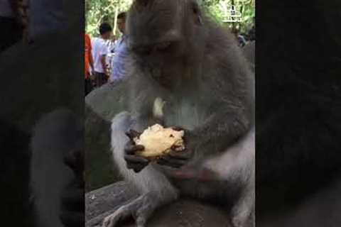 Never get into monkey business!  🙈🤣 #Funny #Fail #Monkeys