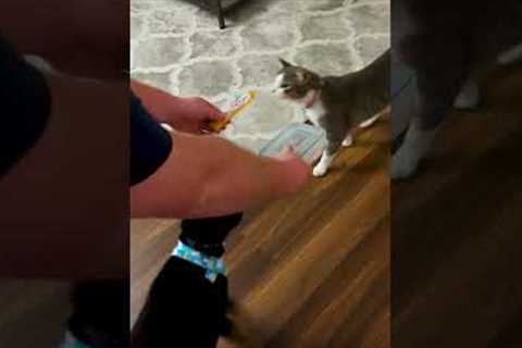 Funny Cat Struggles to Choose Between Two Different Treats