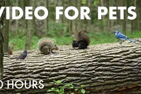 Chipmunks, Squirrels and Forest Friends - 10 hour Cat TV for Pets to Watch - Jul 22, 2025