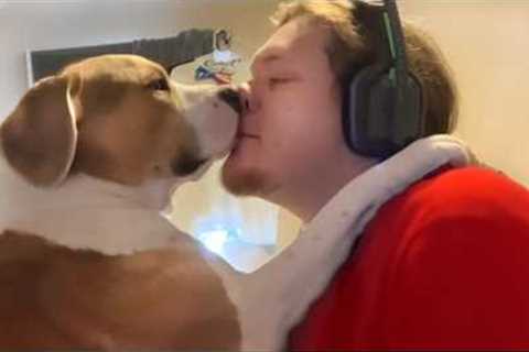 Dogs Who Are 1000  Obsessed With Their Humans 😅 Cute Dog and Human Videos