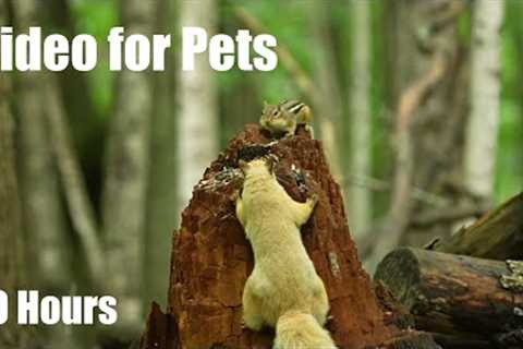 Blonde Squirrels, Chipmunks and Forest Friends in Harmony - 10 Hour Cat TV for Pets - Jul 24, 2025