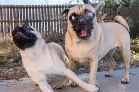 I dare you not to LAUGH at these FUNNY DOGS 😁 Best Funny Animals Videos 2025