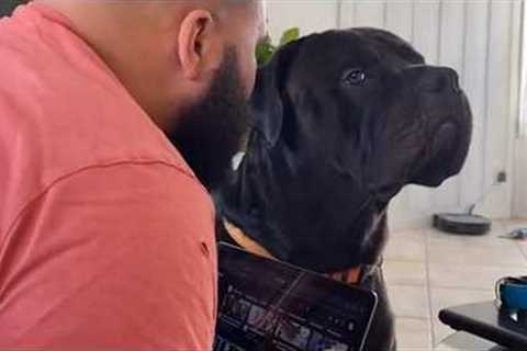 When your dog gets bored with your silly jokes 🤣 Funny Dog Videos 2025