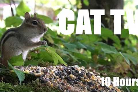Hungry Chipmunks, Red Squirrels and Forest Animals - 10 Hour Cat TV for Pets - Jul 25, 2025
