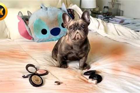 Lilo and Stitch IRL | Try Not to Laugh EXTREME! 🤣 😂