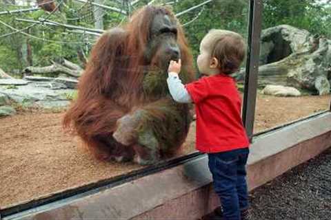 Cute Baby and Animals Have a Secret Language At The Zoo