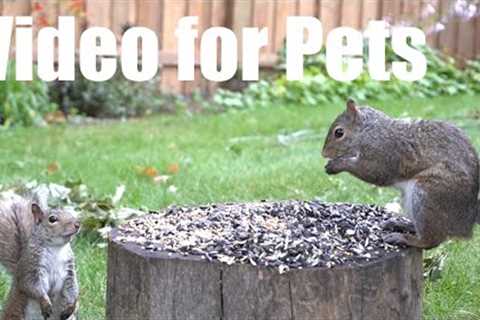 Saturday Morning Cartoons for Pets - 10 hours of Backyard Birds and Animals - Jul 26, 2025