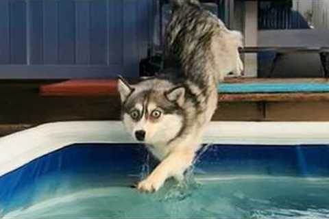 When Your Dog Encounters Summer for the First Time! 😂 Funniest Animals 2025