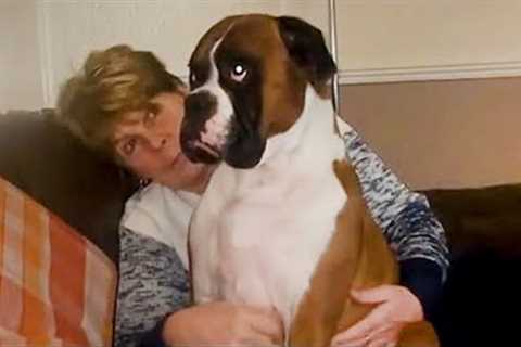 When Your Dog Gets Jealous Like a Child - Funny and Cute Dog Videos