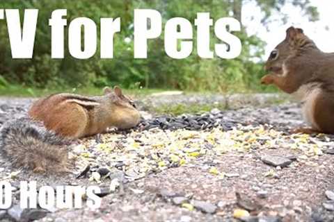 Sunday Morning Brunch for Birds, Squirrels and Chipmunks - 10 Hour Cat TV for Pets - Jul 27, 2025