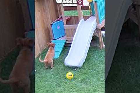 🐶 FUNNY | Zoomies Caught On Camera 🤣