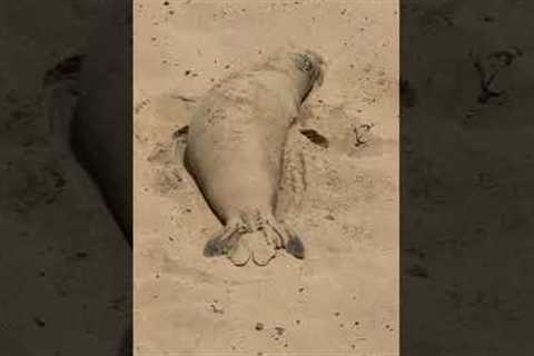 Seal Lounges Peacefully on Beach And Covers Himself In Sand