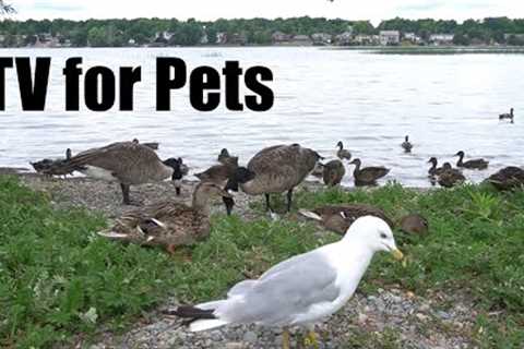 Ducks, Geese, Gulls and Birds by the Water - 10 hour Video for Pets and People - Jul 28, 2025