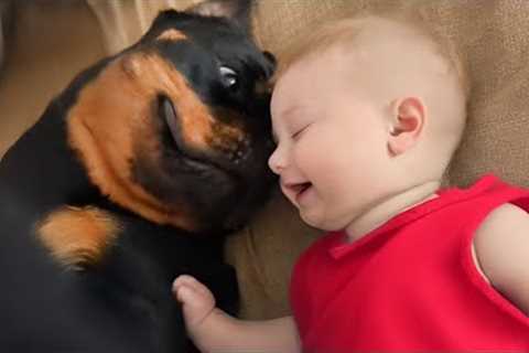 When Babies Are RAISED by the LOVE of a Rottweiler Dogs 🐶
