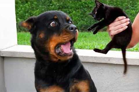 I Expected a Guard Dog But Get a Comedian 😂 Funny Dog Videos