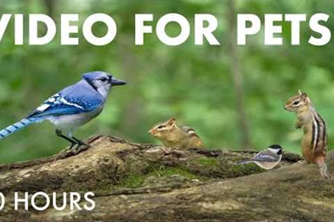 Turkeys, Chipmunks, Squirrels and Forest Friends - 10 Hour Cat TV for Pets 😺 - Jul 29, 2025