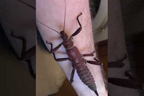 🚨 Creepy Crawlies To Make You Laugh | Bugs Are Hardcore