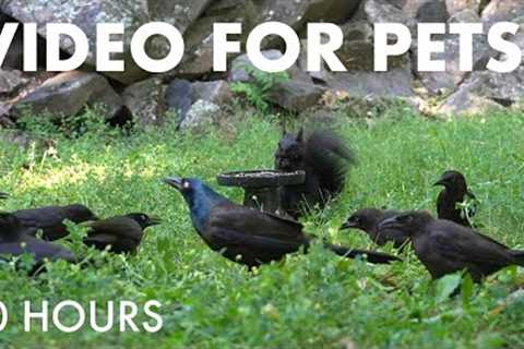 Birds, Squirrels and Chipmunks Enjoying Cottage Country - 10 Hour Cat TV for Pets 😺 - Jul 30, 2025