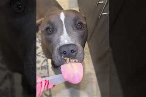 How to Celebrate National Dog Month: Pet Pointers
