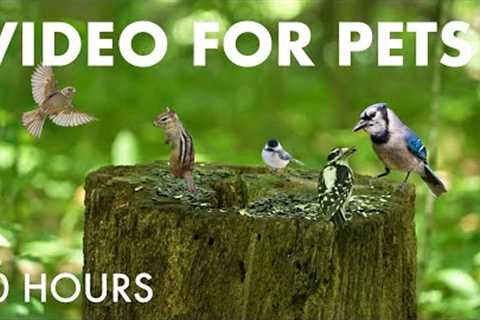 Chipmunks, Birds and Squirrels in the Forest - 10 Hour Video for Pets and People - Jul 31, 2025